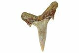 Fossil Sand Tiger Shark Tooth (Carcharias) - Angola #259466-1